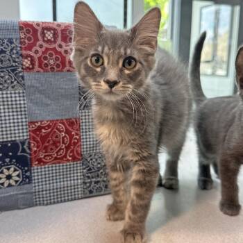 Shadow -  Domestic Long Hair Cat for Adoption in Hailey, Idaho - Shadow | PetCurious