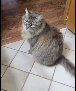 Domestic Long Hair Cats Available for Adoption in Crown Point, Indiana - Miss Kitty | PetCurious