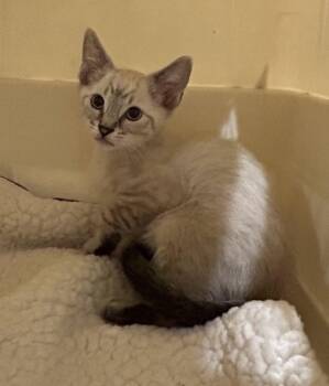 Siamese Cats Available for Adoption in Napa, California - Lollipop | PetCurious