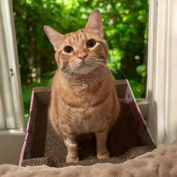 Tabby Cats Available for Adoption - PHOENIX | PetCurious