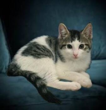 Rescue Domestic Short Hair Cats for Adoption in Roslyn Heights, New York - Kramer (with Cosmo) | PetCurious