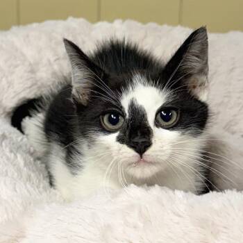 Skunk -  Domestic Short Hair Cat for Adoption in East Hampton, New York - Skunk | PetCurious