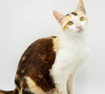 Olive is OMG amazing - RARE CHOCOLATE Calico - super SUPER sweet -  Calico and Turkish Van Cat for Adoption in Bedford Hills, New York - Olive Is OMG Amazing - RARE CHOCOLATE Calico - Super SUPER Sweet | PetCurious