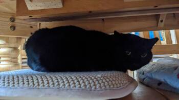 Bashful -  Domestic Short Hair Cat for Adoption in Enfield, Connecticut - Bashful | PetCurious