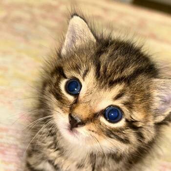 Rescue Domestic Medium Hair Cats for Adoption in Blairsville, Georgia - Aspen | PetCurious