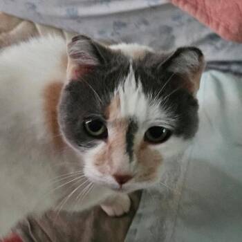 Bonnie -  Domestic Short Hair Cat for Adoption in Grand Rapids, Minnesota - Bonnie | PetCurious