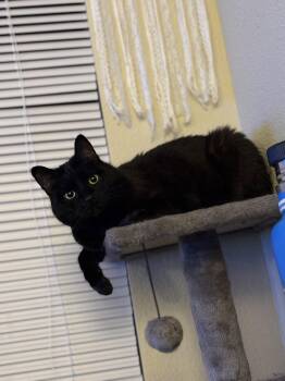 Domestic Short Hair Cats Available for Adoption in Evergreen, Colorado - Boo Boo Kitty | PetCurious