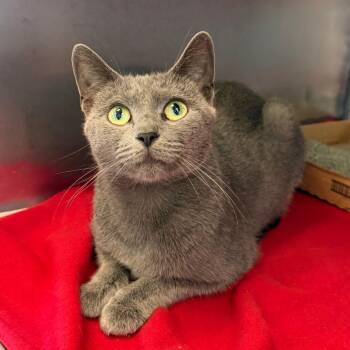 Hullabaloo -  Domestic Short Hair Cat for Adoption in Martinsville, Virginia - Hullabaloo | PetCurious