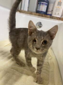 Sauron -  Domestic Short Hair Cat for Adoption in Fall River, Massachusetts - Sauron | PetCurious