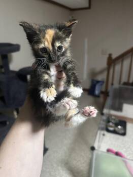 Dancer -  Domestic Short Hair Cat for Adoption in Greensboro, North Carolina - Dancer | PetCurious