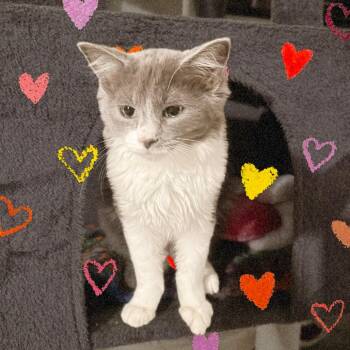 Domestic Medium Hair Cats Available for Adoption - Riley | PetCurious