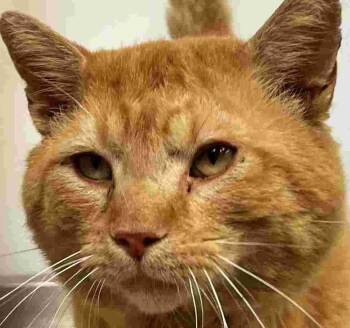 Danny Meatballs -  Domestic Short Hair Cat for Adoption in New Castle, Indiana - Danny Meatballs | PetCurious