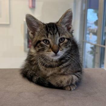 Walnut -  Domestic Short Hair Cat for Adoption in Wheeling, Illinois - Walnut | PetCurious