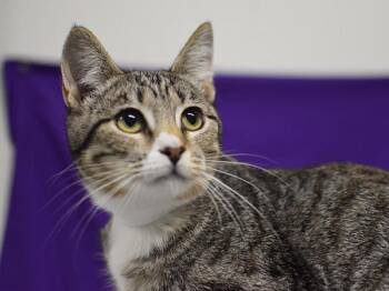 Buffie -  Domestic Short Hair Cat for Adoption in Portland, Oregon - Buffie | PetCurious