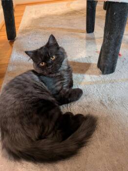 Rescue Persian Cats for Adoption in Asbury Park, New Jersey - Niko | PetCurious