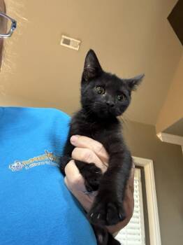 Lacy -  Domestic Short Hair Cat for Adoption in Chattanooga, Tennessee - Lacy | PetCurious