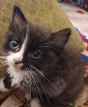 Sona -  Domestic Long Hair and Domestic Short Hair Cat for Adoption in Fort Worth, Texas - Sona | PetCurious