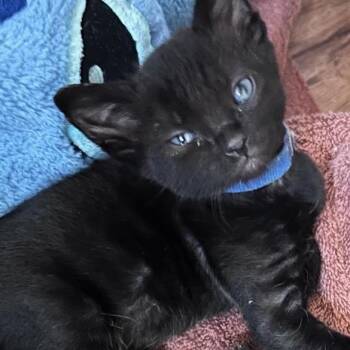 Jiji* -  Domestic Short Hair Cat for Adoption in San Gabriel, California - Jiji* | PetCurious