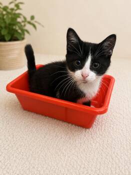 Baby Boy -  Domestic Short Hair Cat for Adoption in Santa Cruz, California - Baby Boy | PetCurious