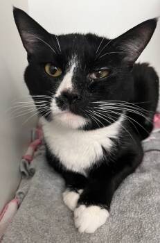 Rescue Domestic Short Hair Cats for Adoption in Huntington, Indiana - Shyki | PetCurious