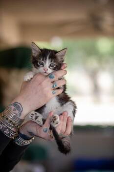 Domestic Short Hair Cats Available for Adoption in Los Angeles, California - Sweet Pea | PetCurious
