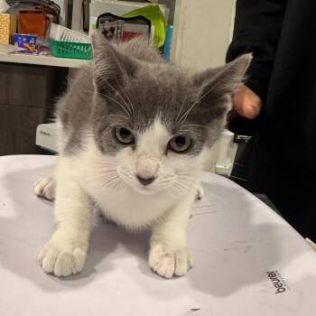 Lola -  Domestic Short Hair Cat for Adoption in Tampa, Florida - Lola | PetCurious