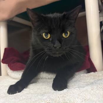 Domestic Short Hair Cats Available for Adoption in Charlottesville, Virginia - Theon | PetCurious