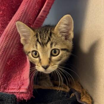 George Harrison -  Domestic Short Hair Cat for Adoption in Pittsburgh, Pennsylvania - George Harrison | PetCurious