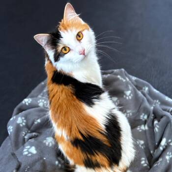 Patches -  Domestic Medium Hair Cat for Adoption in Brownsboro, Alabama - Patches | PetCurious