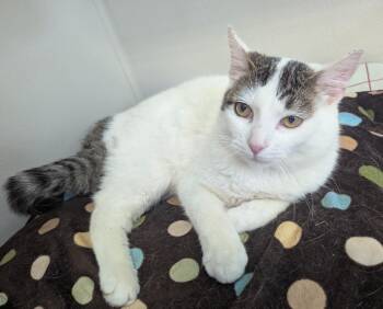 Domestic Short Hair Cats Available for Adoption in Fremont, Ohio - Caleb | PetCurious
