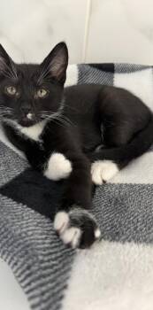 Troy -  Domestic Short Hair Cat for Adoption in Venice, Florida - Troy | PetCurious