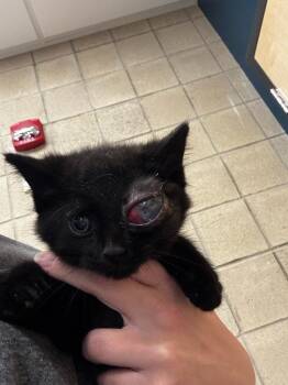 Bugs -  Domestic Short Hair Cat for Adoption in Greenfield, Indiana - Bugs | PetCurious