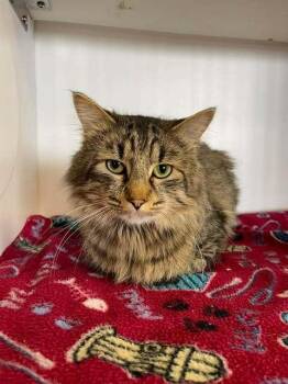 Domestic Long Hair Cats Available for Adoption in Bolivar, Missouri - Felix | PetCurious