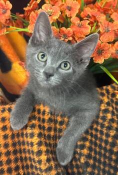 6/16/26 Earl -  Domestic Short Hair Cat for Adoption in Stillwater, Oklahoma - 6/16/26 Earl | PetCurious