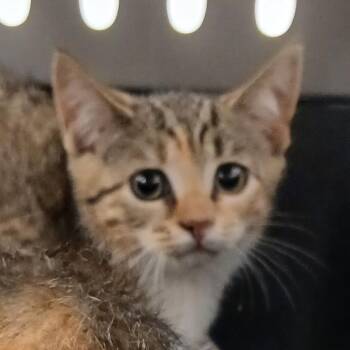 Cosmo -  American Shorthair Cat for Adoption in Chattanooga, Tennessee - Cosmo | PetCurious