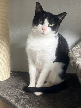 Camilla -  Domestic Short Hair Cat for Adoption in Corpus Christi, Texas - Camilla | PetCurious