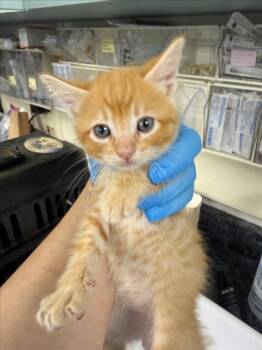 *TAILS -  Domestic Short Hair Cat for Adoption in Woodland, California - *TAILS | PetCurious