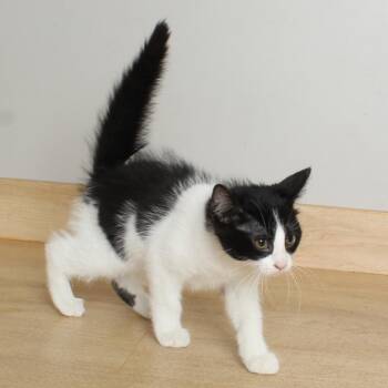 Kathryn C69731 -  Domestic Short Hair Cat for Adoption in Minnetonka, Minnesota - Kathryn C69731 | PetCurious