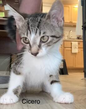 Cicero -  Domestic Short Hair Cat for Adoption in Syracuse, Indiana - Cicero | PetCurious