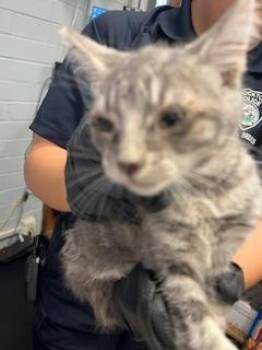 Rescue Domestic Short Hair Cats for Adoption in Stockton, California - A365767 | PetCurious