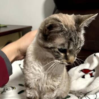 Domestic Short Hair and Siamese Cats Available for Adoption in Ringtown, Pennsylvania - Nafasi | PetCurious
