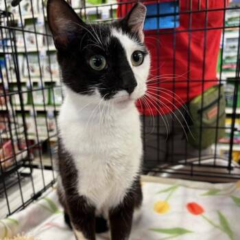 Lottie -  Domestic Short Hair Cat for Adoption in Stanhope, New Jersey - Lottie | PetCurious
