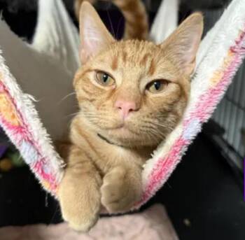 Domestic Short Hair Cats Available for Adoption in Johnson City, Tennessee - Tango | PetCurious