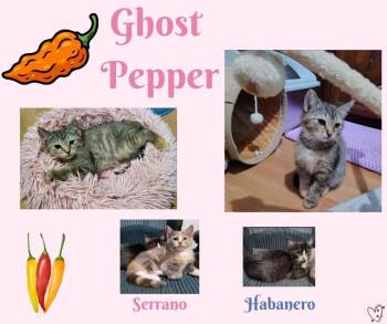 Ghost Pepper -  Tabby Cat for Adoption in Trophy Club, Texas - Ghost Pepper | PetCurious