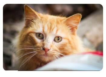 Mango -  Domestic Medium Hair Cat for Adoption in Cromwell, Kentucky - Mango | PetCurious