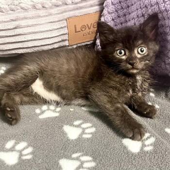 Ash -  Domestic Short Hair Cat for Adoption in Des Moines, Iowa - Ash | PetCurious