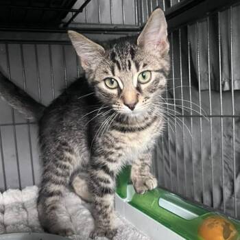 Davy Jones -  Domestic Short Hair Cat for Adoption in Winchester, Virginia - Davy Jones | PetCurious