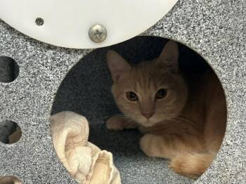 Domestic Short Hair Cats Available for Adoption in Tulsa, Oklahoma - SEATTLE | PetCurious