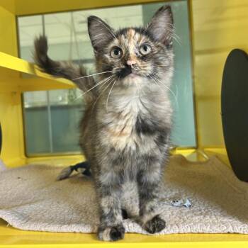Mama Jamba -  Domestic Medium Hair Cat for Adoption in Abilene, Texas - Mama Jamba | PetCurious