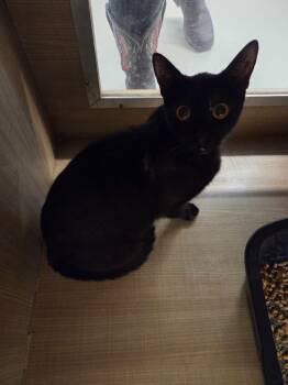 Domestic Short Hair Cats Available for Adoption in Bossier City, Louisiana - Tori | PetCurious